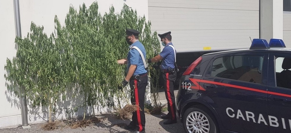 Coltiva marijuana nel giardino della madre malata di Alzheimer: tradito dall’altezza delle piante